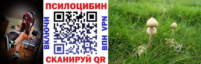 наркотики  Владикавказ  Псилоцибиновые грибы GOLDEN TEACHER 